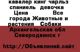  кавалер кинг чарльз спаниель -девочка › Цена ­ 45 000 - Все города Животные и растения » Собаки   . Архангельская обл.,Северодвинск г.